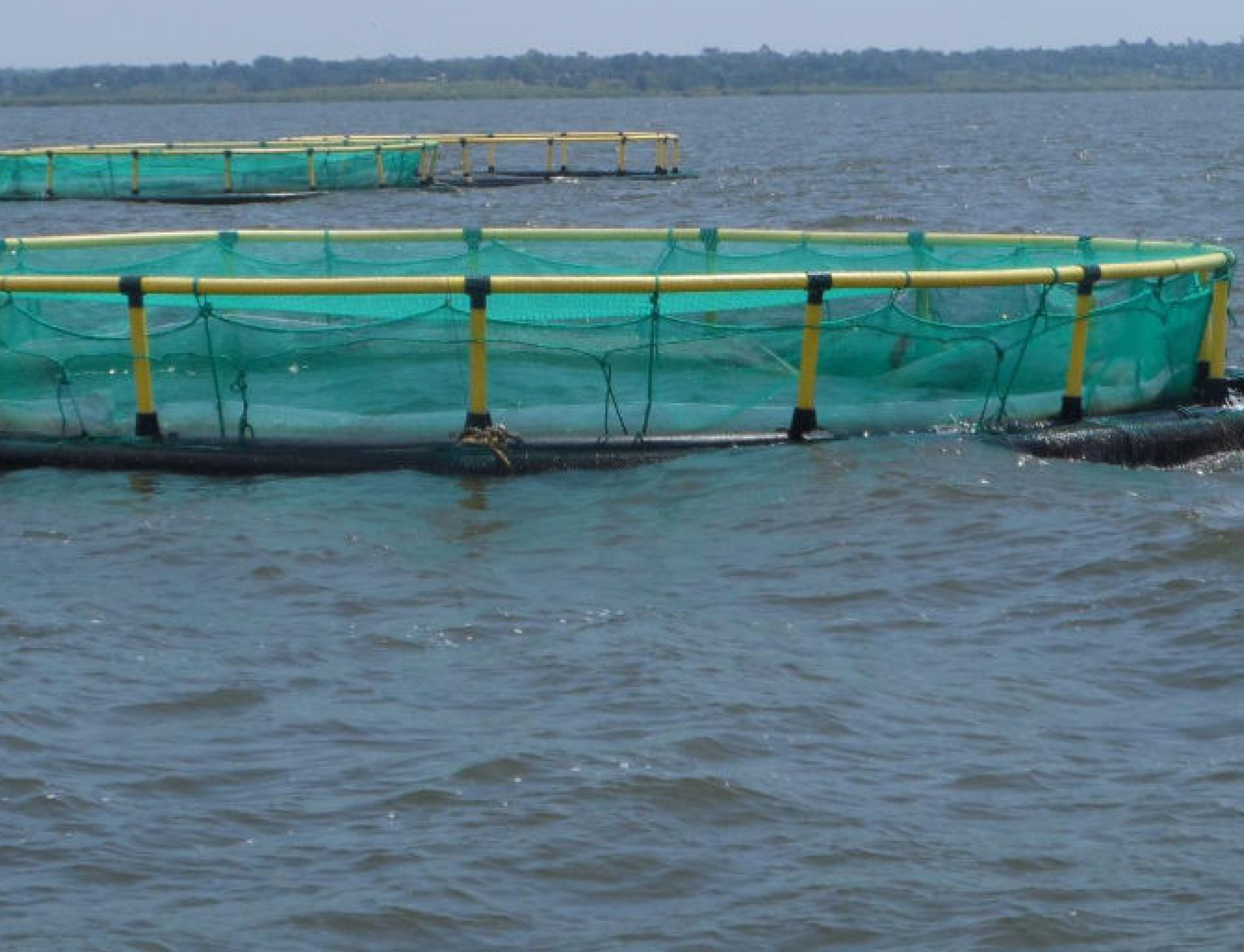 weeb about women fish rearing in bugiri