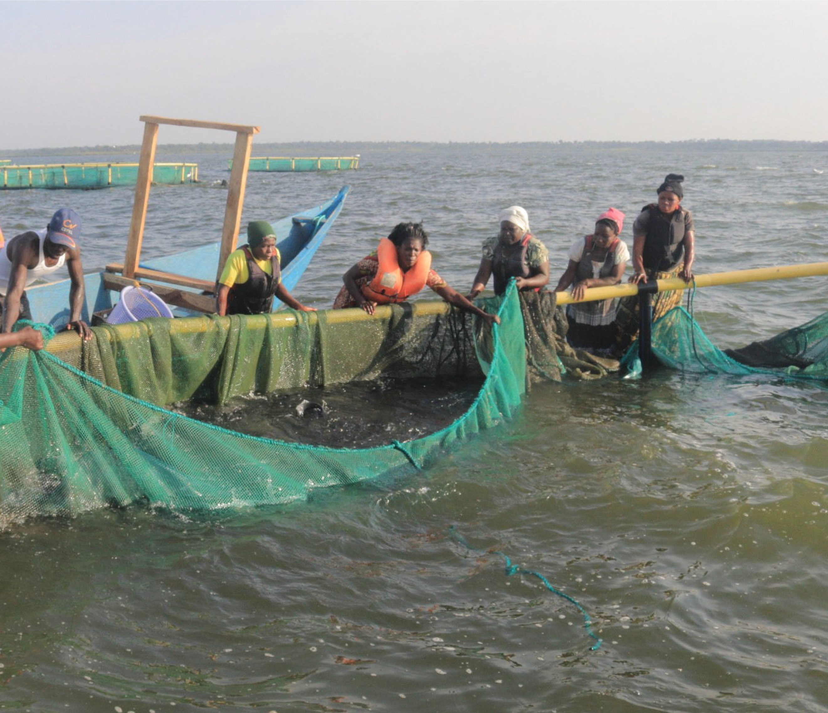 weeb about women fish rearing in bugiri