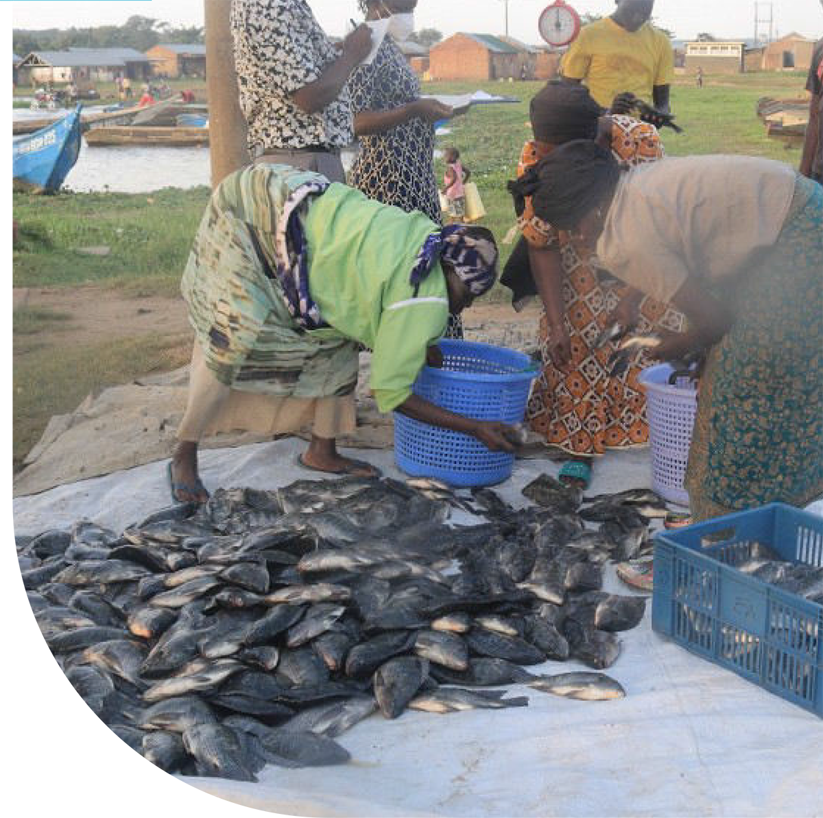 weeb about women fish rearing in bugiri